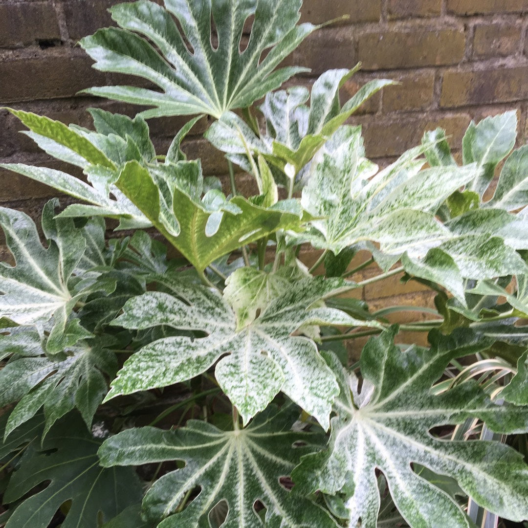 FATSIA JAPONICA VARIEGATA ARALIA VASO 17CM