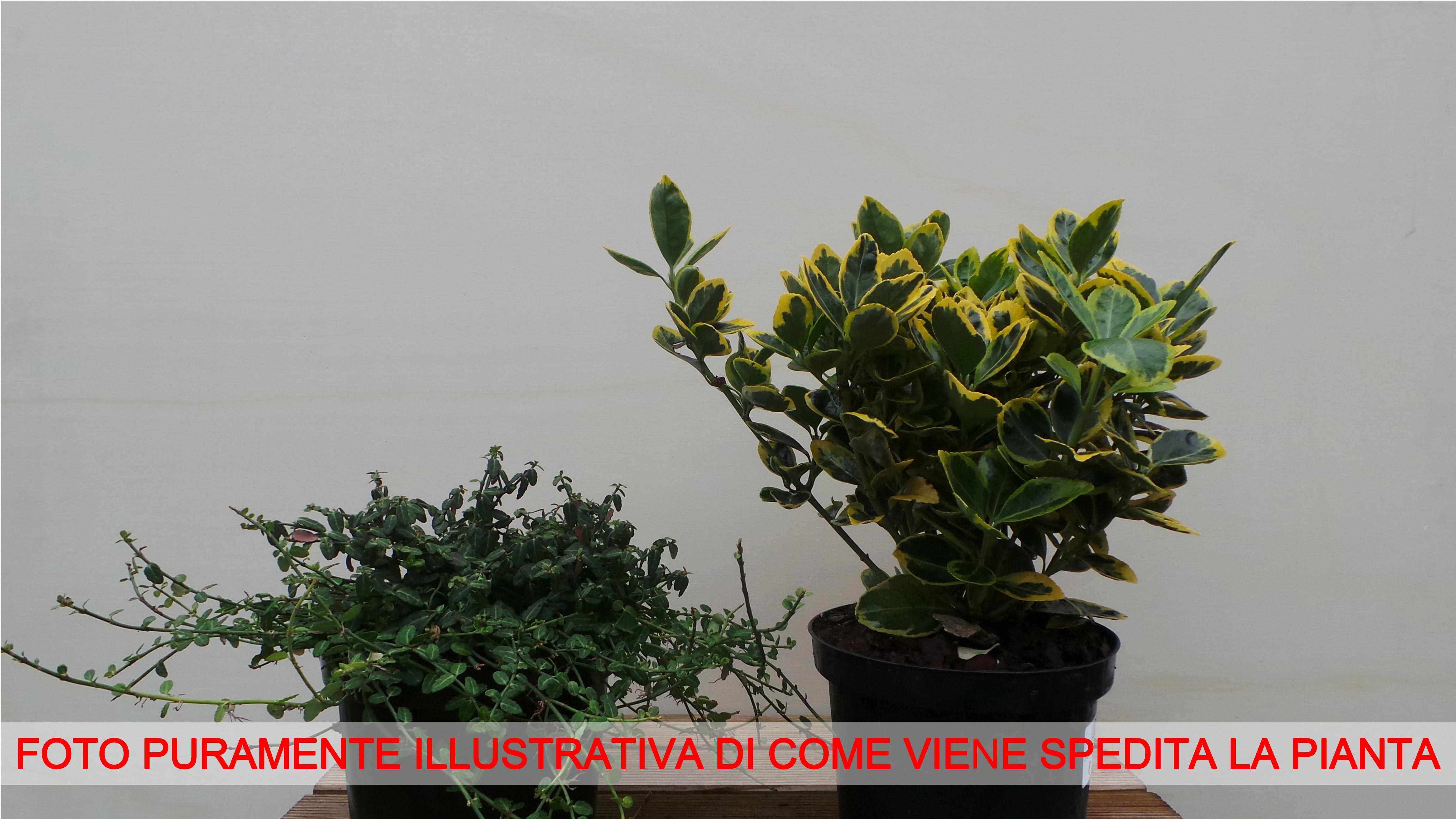 EUONYMUS PALOMA BLANCA VASO 10CM