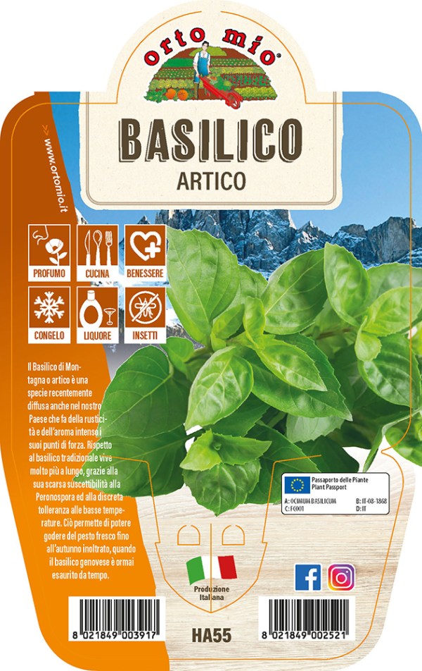 PIANTA DI BASILICO ARTICO VASO 14CM