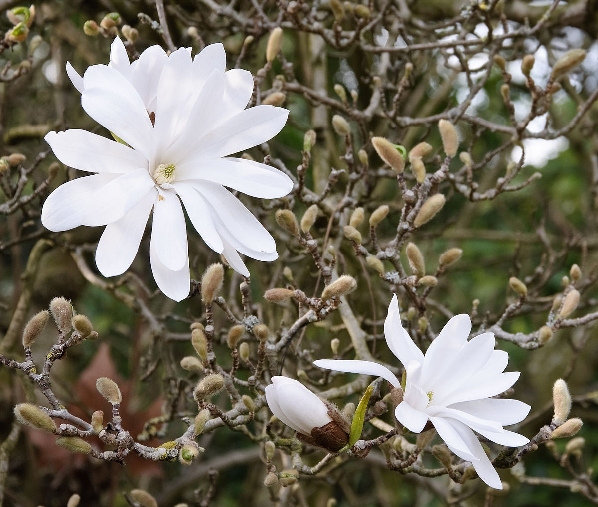 MAGNOLIA STELLATA BIANCA VASO 23CM
