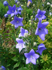 PLATYCODON  BLU CAMPANULA VASO 13CM