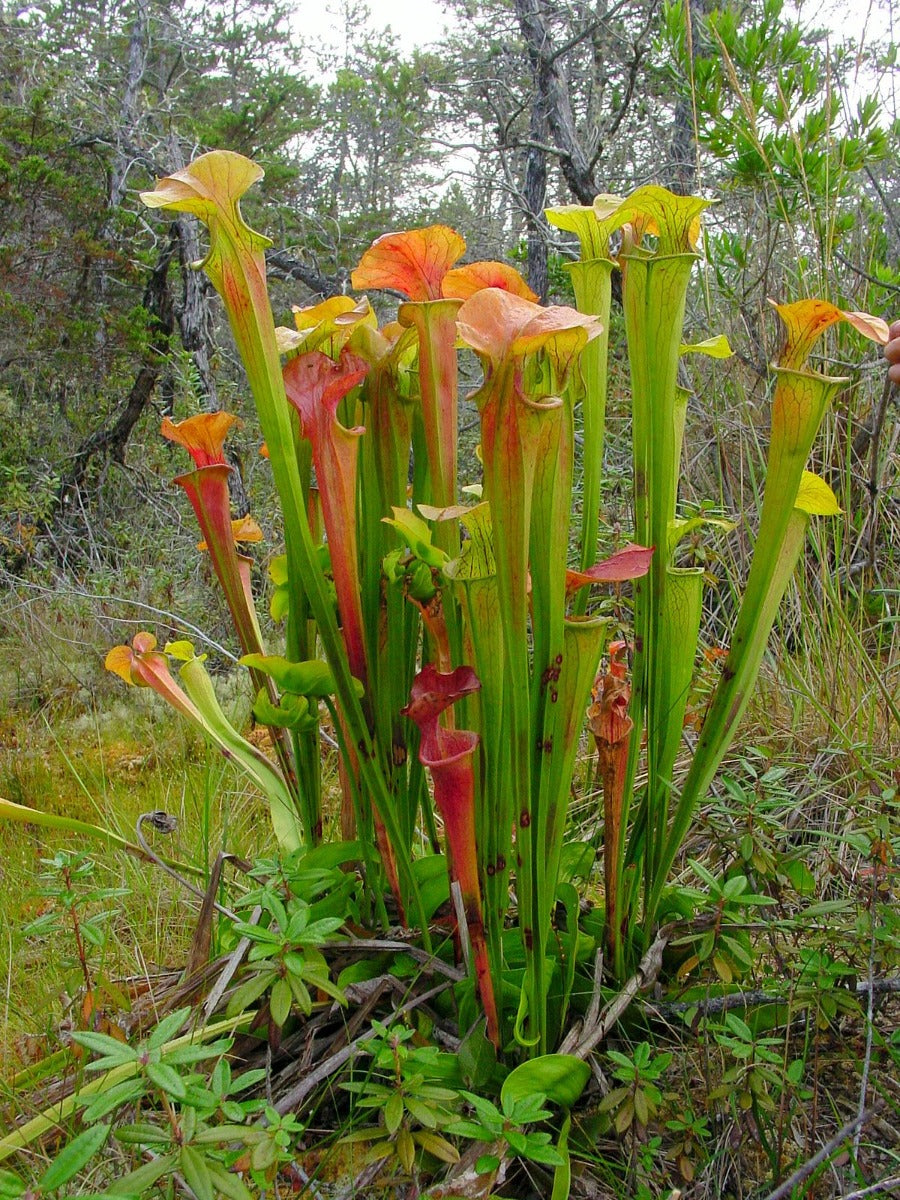 SARRACENIA VASO 6CM