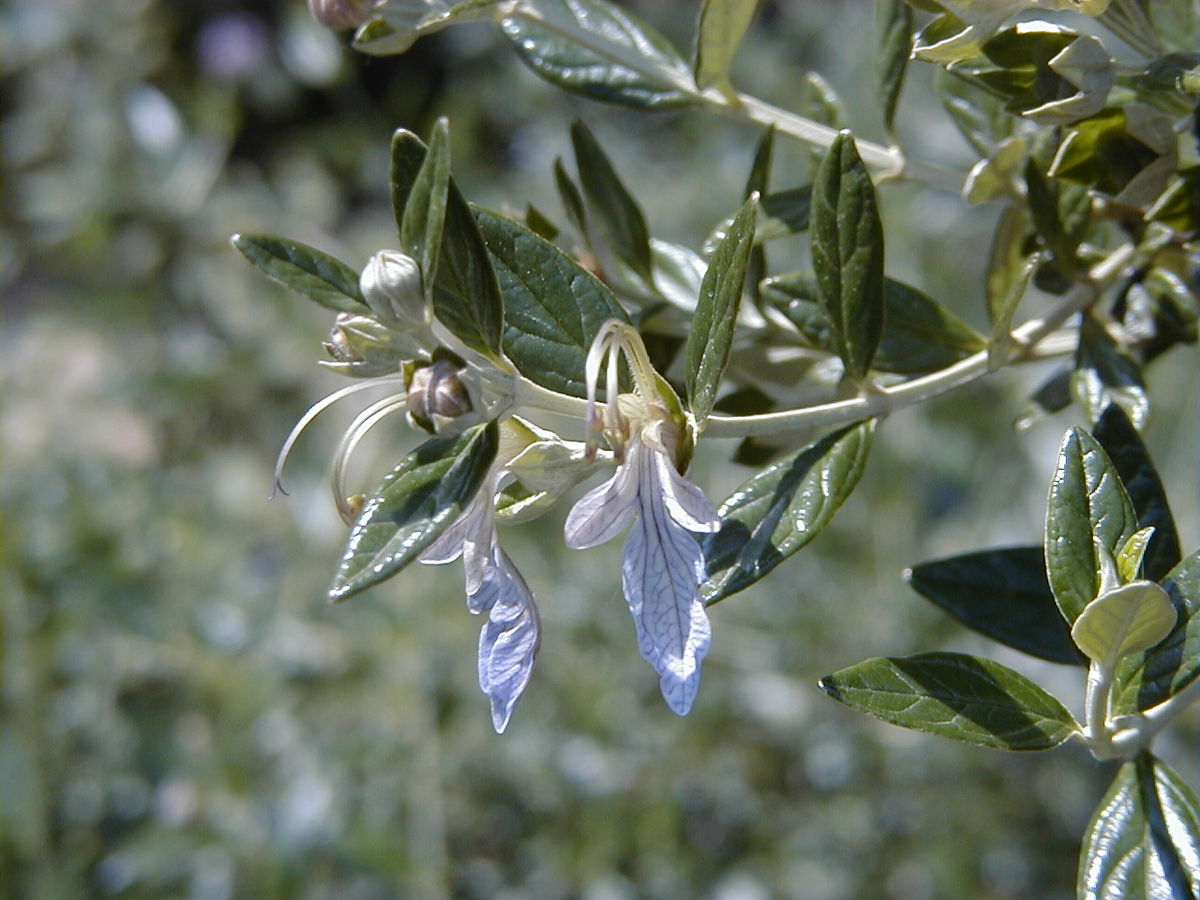 TEUCRIUM FRUTICANS VASO 18CM