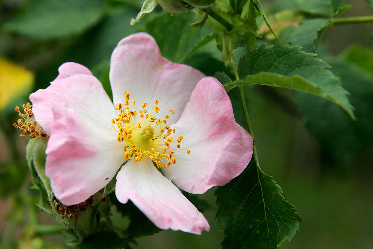 ROSA CANINA IN VASO 15CM
