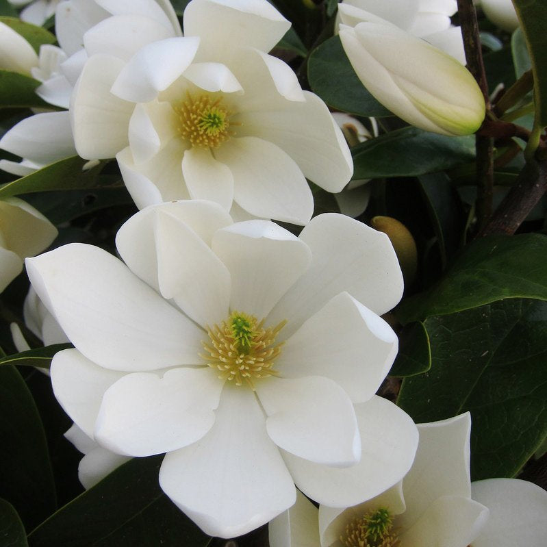 MAGNOLIA FAIRY BIANCA VASO 19CM