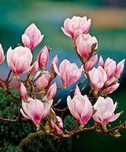 MAGNOLIA SOULANGEANA VASO 24CM