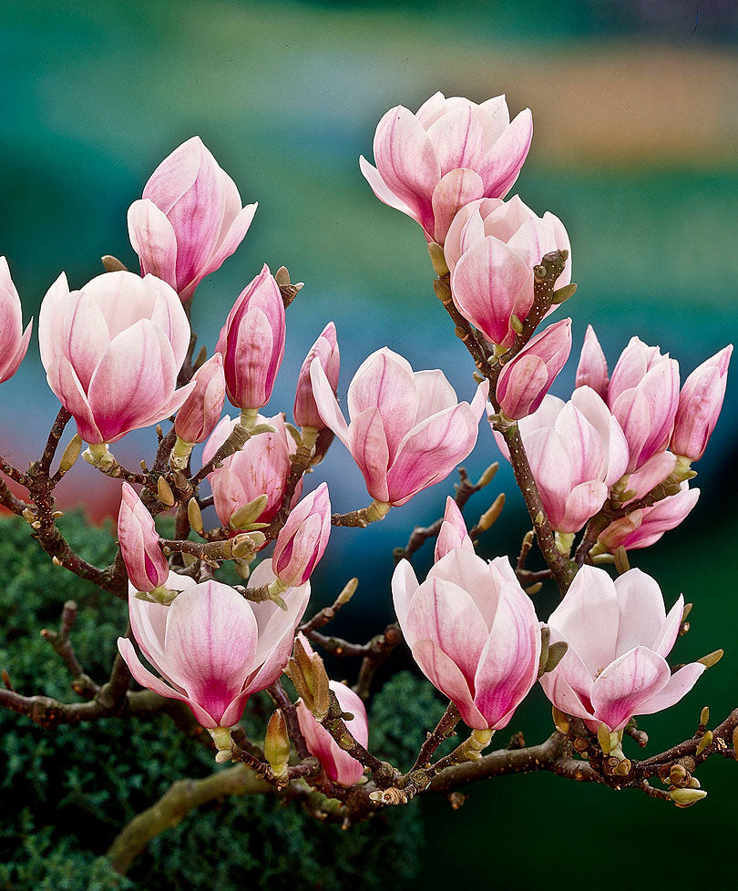 MAGNOLIA SOULANGEANA VASO 24CM