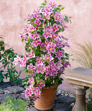 CLEMATIS  PIILU IN VASO 15CM