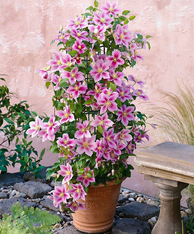 CLEMATIS  PIILU IN VASO 15CM