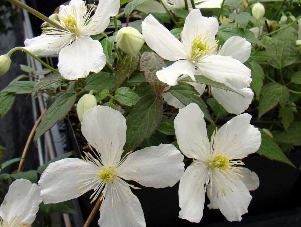 CLEMATIDE MONTANA GRANDIFLORA VASO 16CM