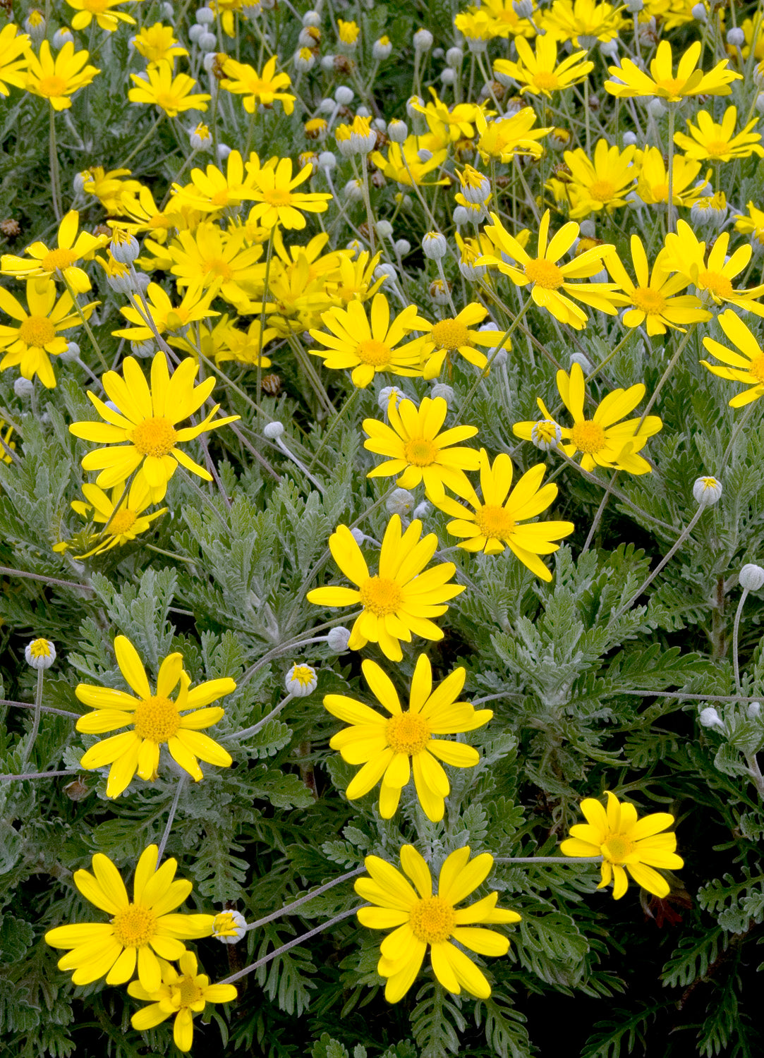 EURYOPS PECTINATUS VASO 18CM