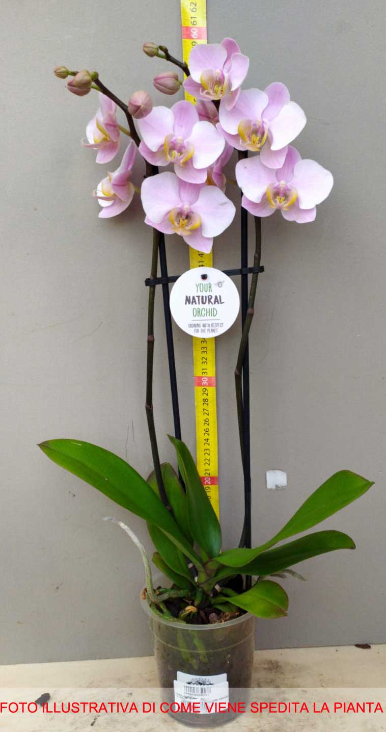 ORCHIDEA PHALAENOPSIS ROSA VASO 10CM