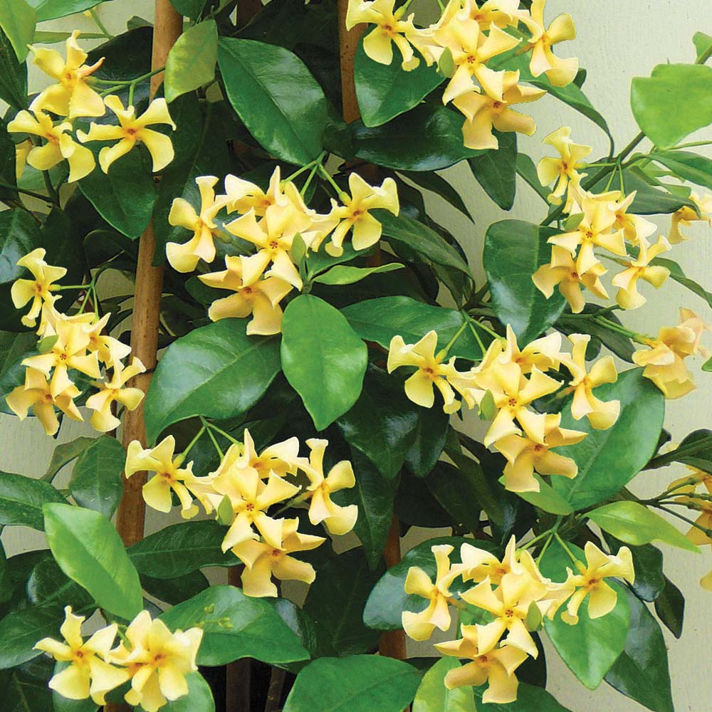 TRACHELOSPERMUM JASMINOIDES STAR OF TOSCANE VASO 15CM