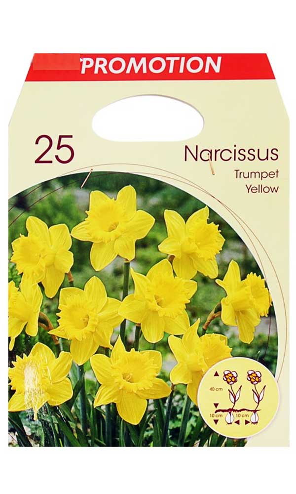 OFFERTA 25 BULBI NARCISO TRUMPET GIALLO