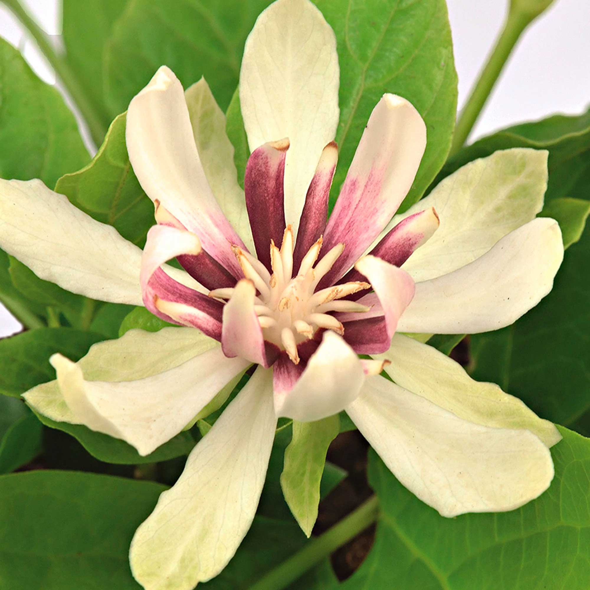 CALYCANTHUS VENUS VASO 19CM