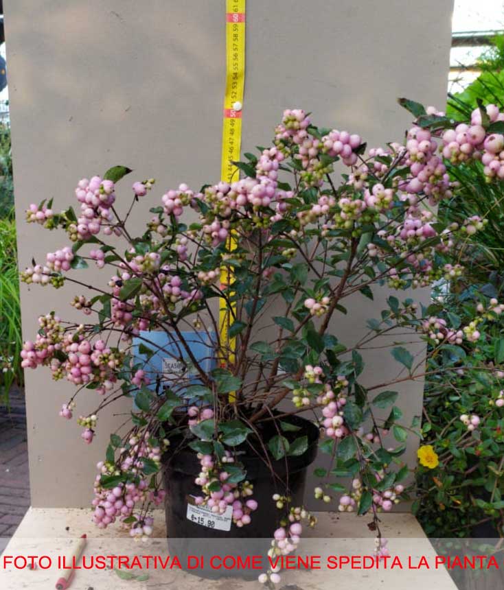 SYMPHORICARPOS ALBERO DELLE PERLE MAGICAL SWEET VASO DA 17CM