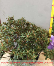 RODODENDRO IMPEDITUM SELECT IN VASO 21CM