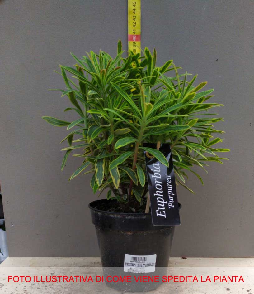 EUPHORBIA ASCOT RAINBOW VASO 15CM