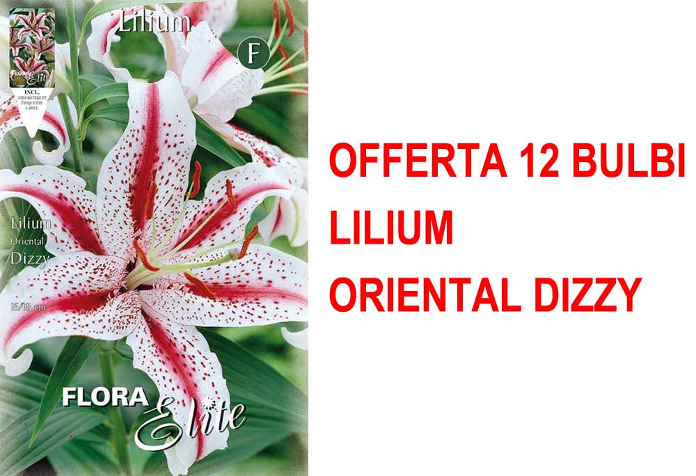 OFFERTA 6 BULBI LILIUM ORIENTAL DIZZY