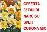 OFFERTA 35 BULBI NARCISO SPLIT CORONA MIX DI COLORI