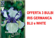 OFFERTA 3 BULBI IRIS GERMANICA BLU E BIANCO