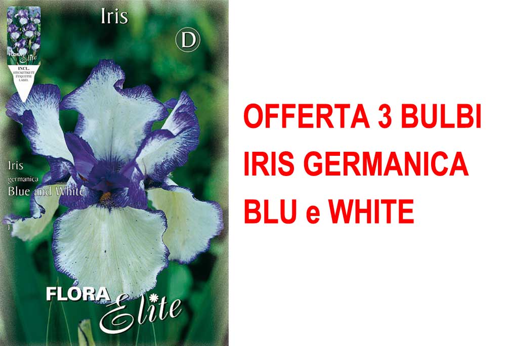 OFFERTA 3 BULBI IRIS GERMANICA BLU E BIANCO