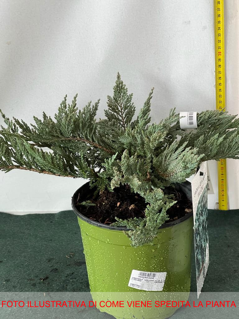 JUNIPERUS GINEPRO BLUE CHIP IN VASO 18CM