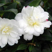 CAMELIA SASANQUA BIANCA IN VASO 17CM