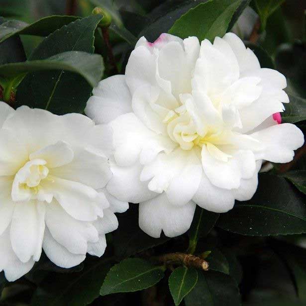 CAMELIA SASANQUA BIANCA IN VASO 17CM