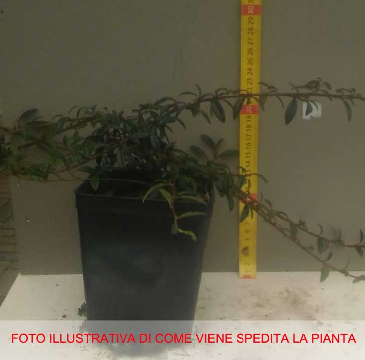 COTONEASTER COTOGNASTRO SALICIFOLIUS GNOM VASO 12CM