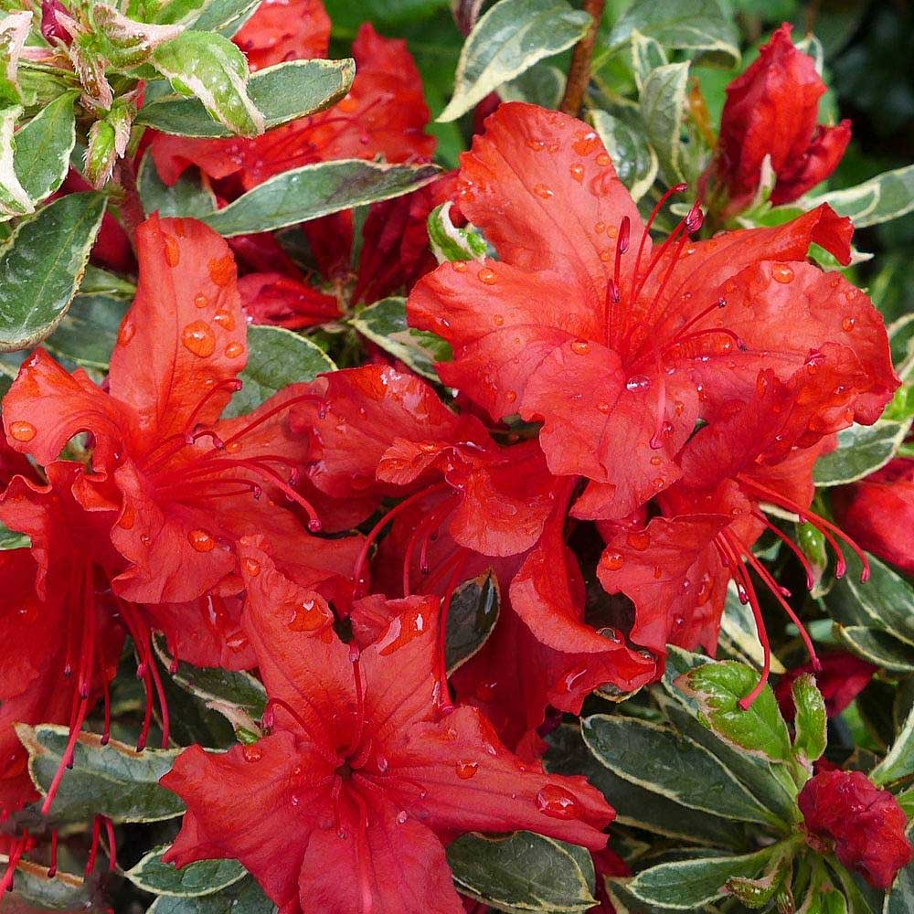 AZALEA JAPONICA RUSTICA HOT SHOT VASO 18CM