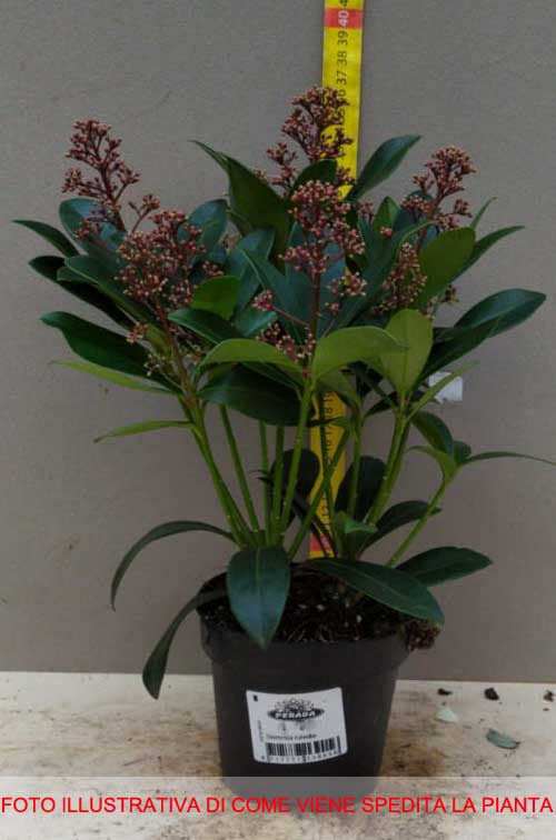 SKIMMIA RUBELLA VASO 12CM