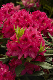 RODODENDRO NOVA ZEMBLA IN VASO 17CM