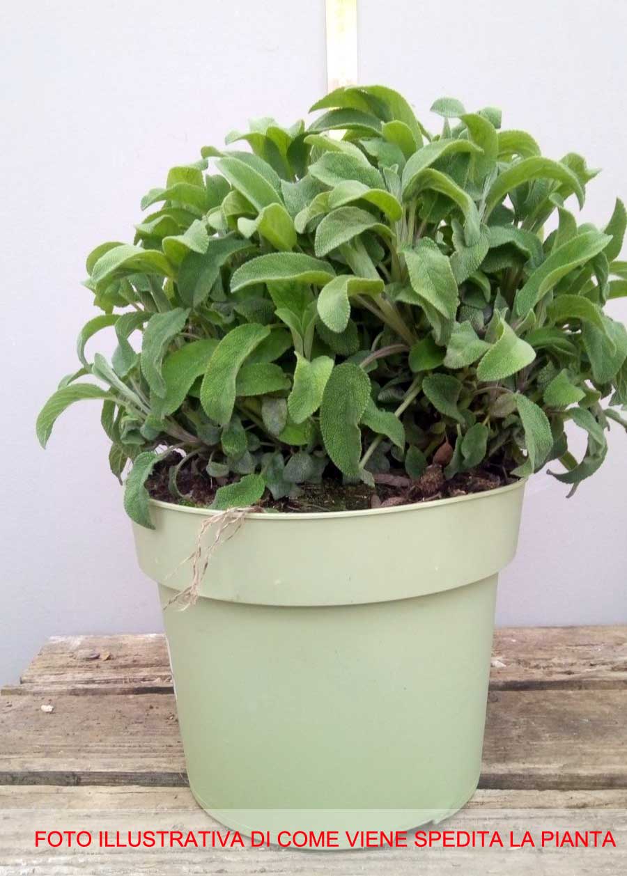 SALVIA OFFICINALIS IN VASO 19CM