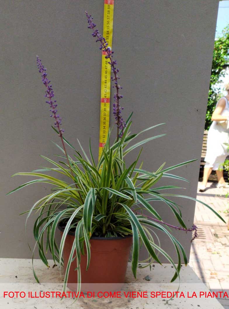 LIRIOPE VARIEGATA VASO 17CM