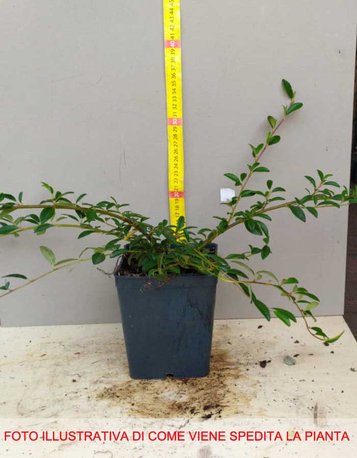 COTONEASTER COTOGNASTRO SALICIFOLIUS REPENS VASO 13CM