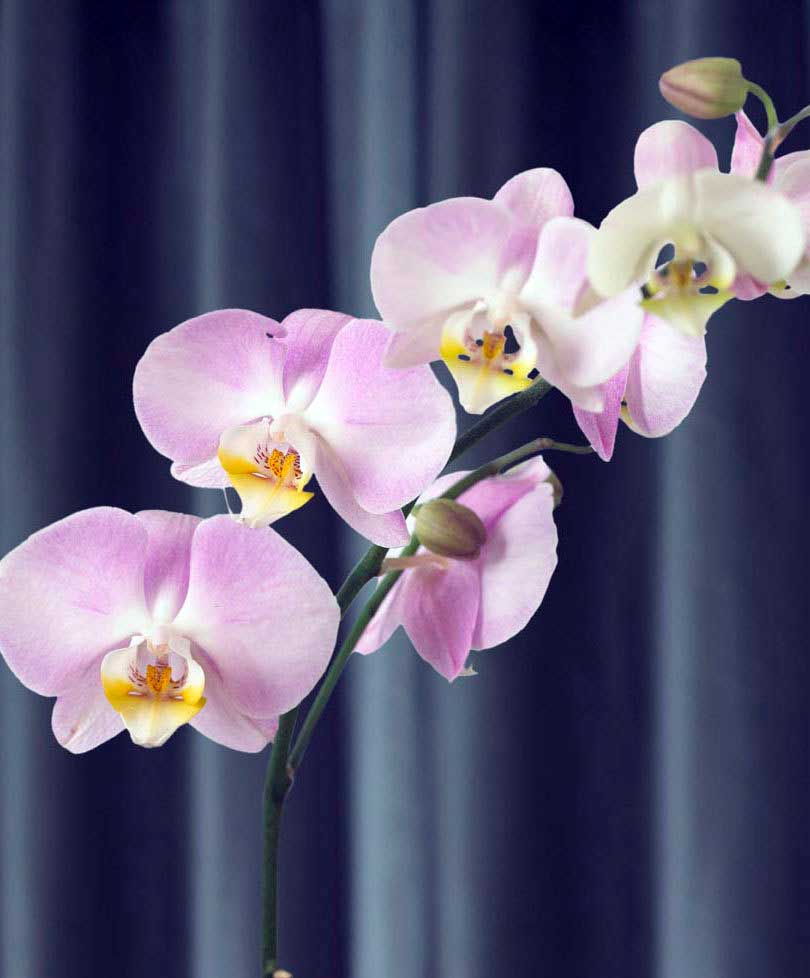 ORCHIDEA PHALAENOPSIS ROSA VASO 10CM