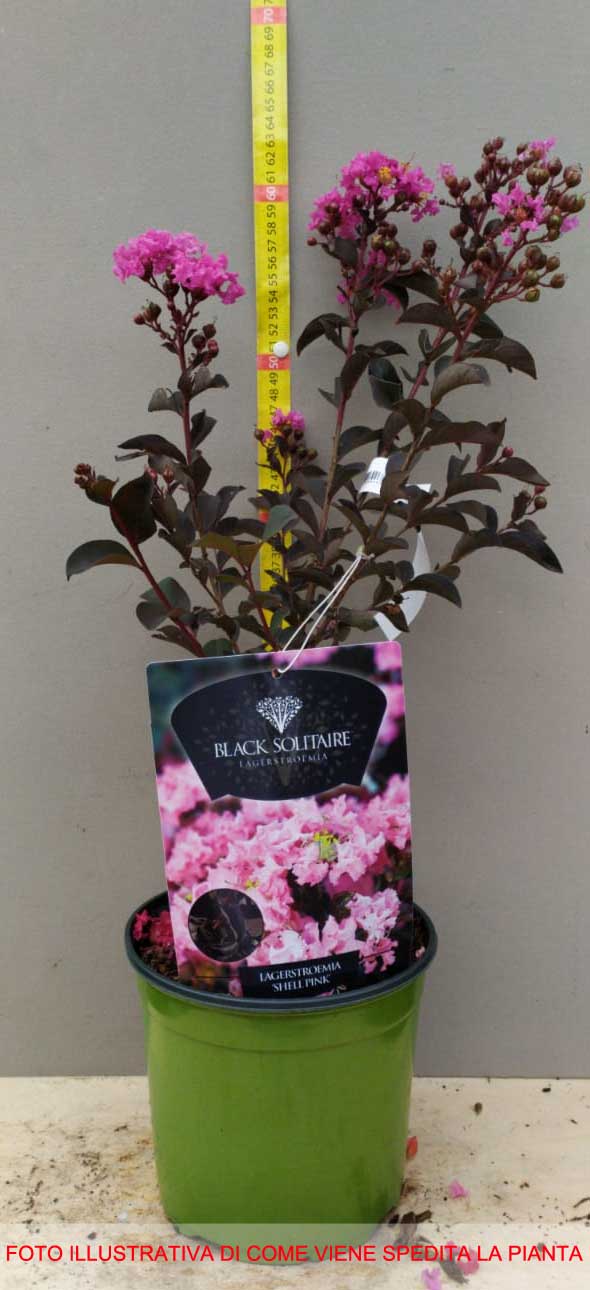 LAGERSTROEMIA INDICA RHAPSODY PINK VASO 18CM