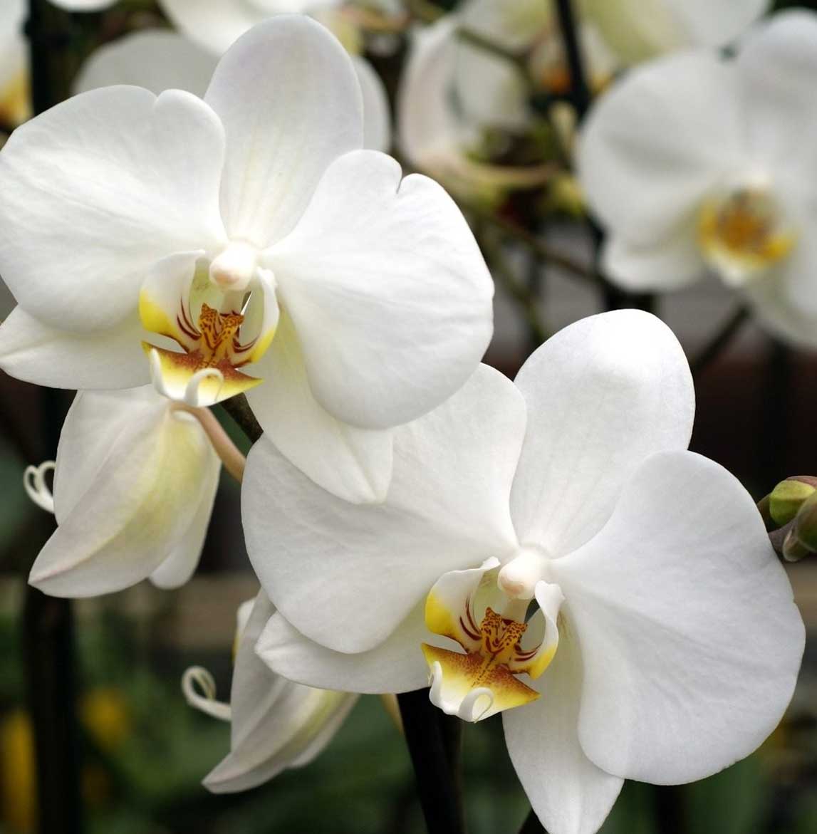 ORCHIDEA PHALAENOPSIS BIANCA VASO 10CM