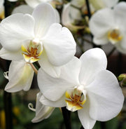 ORCHIDEA PHALAENOPSIS BIANCA VASO 12CM 1 RAMO