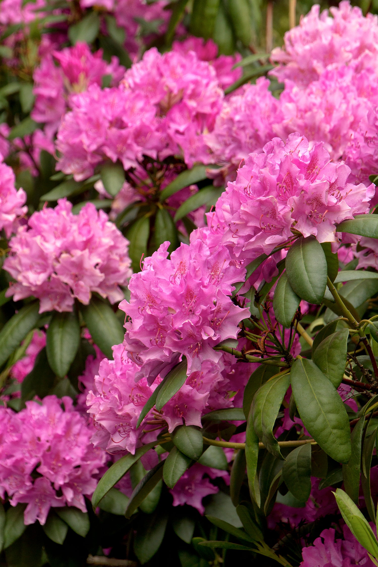 RODODENDRO ROSEUM ELEGANCE IN VASO 17CM