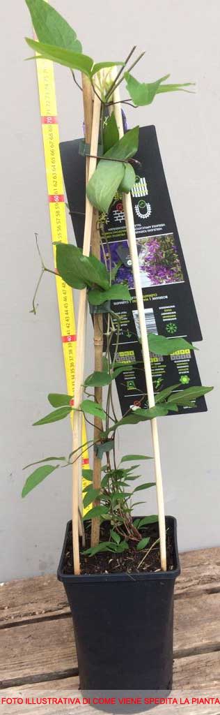 CLEMATIDE MONTANA GRANDIFLORA VASO 16CM