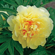 PEONIA  ITOH BARTZELLA VASO 18CM