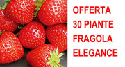 OFFERTA 30 PIANTE A RADICE NUDA FRAGOLA ELEGANCE