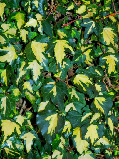 HEDERA HELIX GOLDHEART IN VASO 15CM
