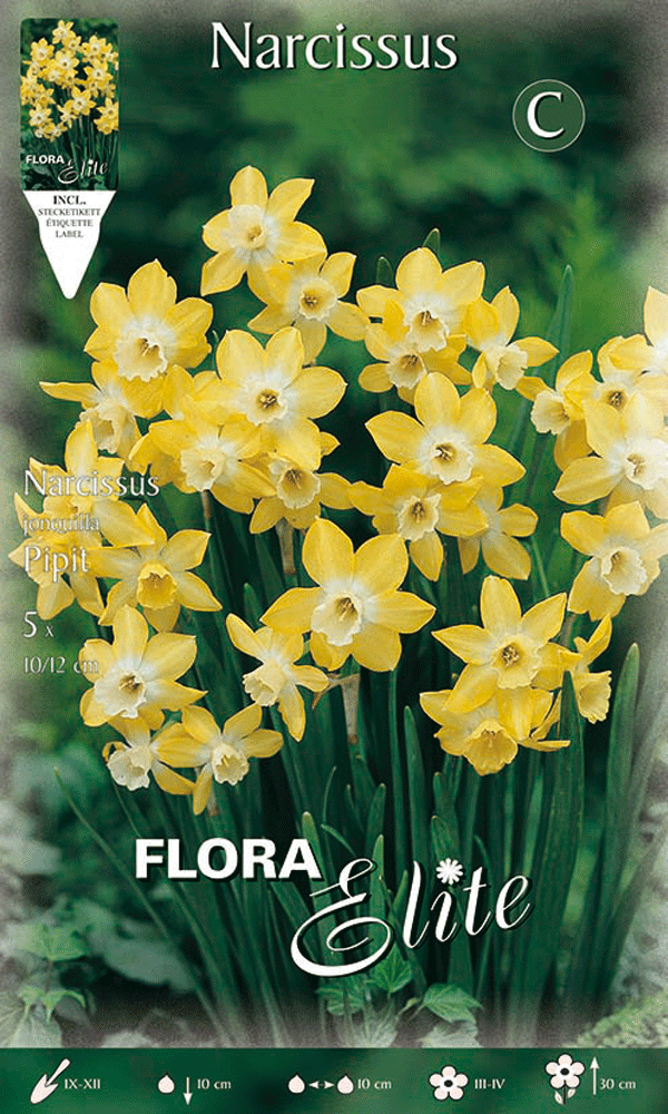 NARCISO JONQUILLA PIPIT (CONFEZIONE DA 5 BULBI)