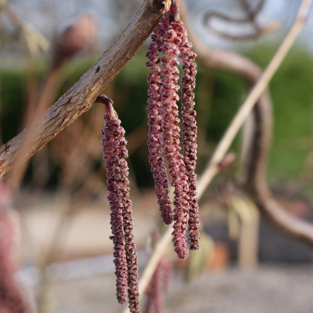 CORYLUS AVELLANA CONTORTA RED MAJESTIC IN VASO 26CM