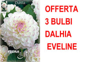OFFERTA 3 BULBI DI DAHLIA EVELINE