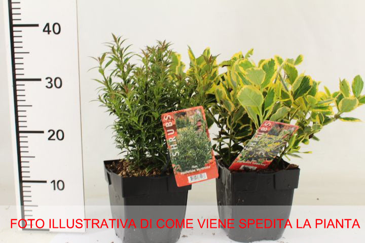 ILEX AGRIFOGLIO BLUE ANGEL VASO 17CM