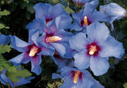 HIBISCUS IBISCO SYRIACUS OISEAU BLEU IN VASO 19CM